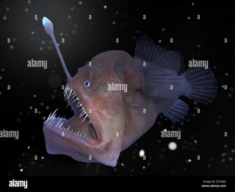 angler fish light